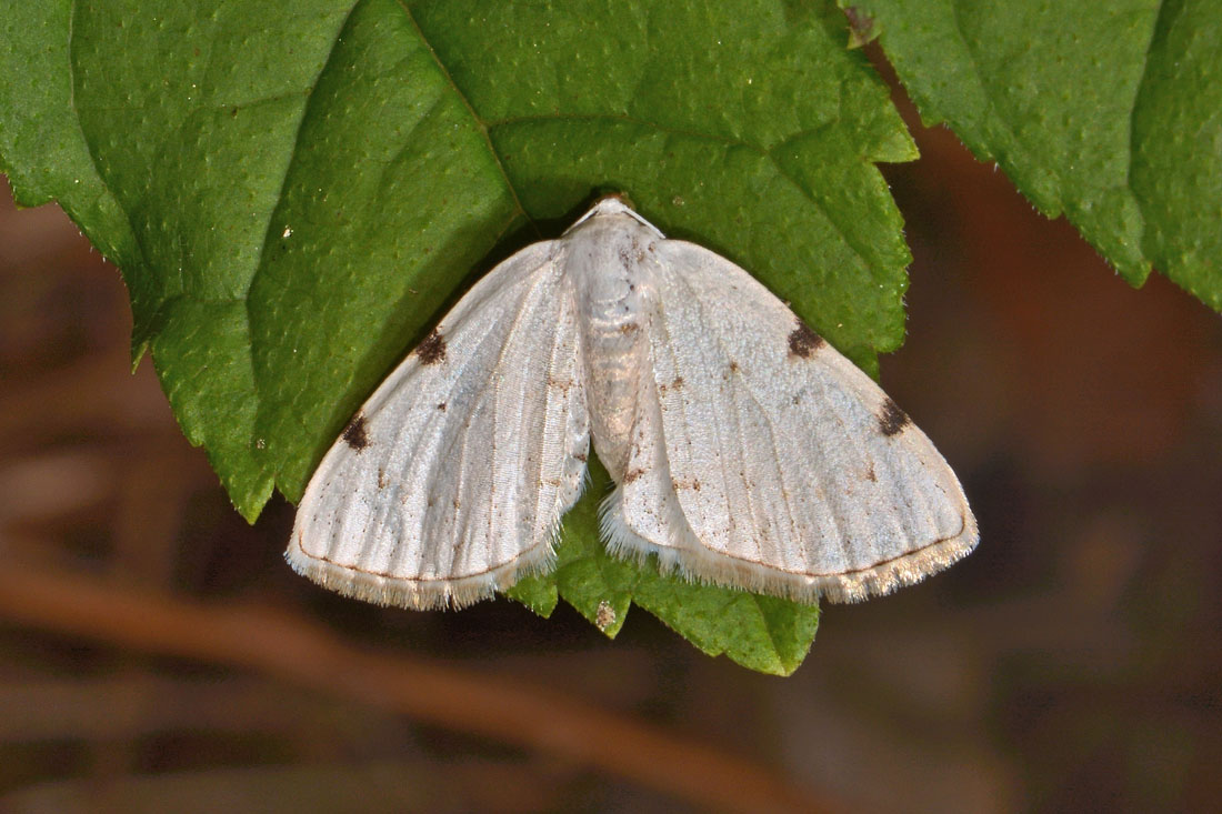 Geometridae - Lomographa bimaculata? S